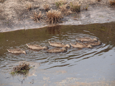 [The seven large ducklings are in the water and all have their heads at least partially submerged at the same time as they eat.]